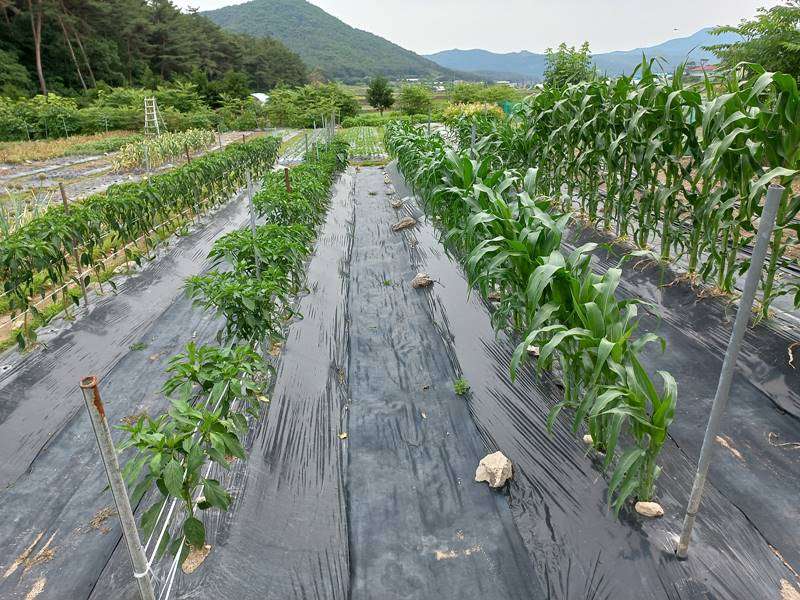 전북 고창 아산면 깔끔한 전원주택 시골집 매매 2.jpg