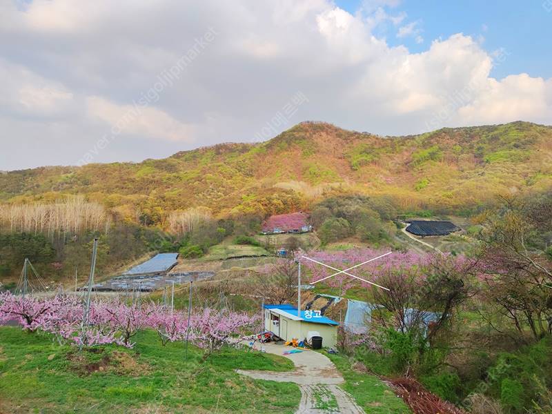 충북 영동 황간면 귀농 시골집 복숭아 과수원 매매 4.jpg