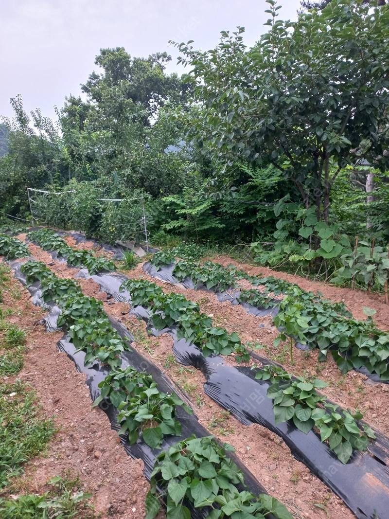 충남 당진 대호지면 아늑 전원주택 시골집 매매 11.jpg